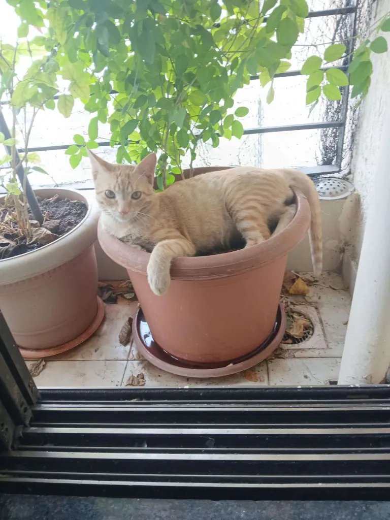 Cinty in his mango pot